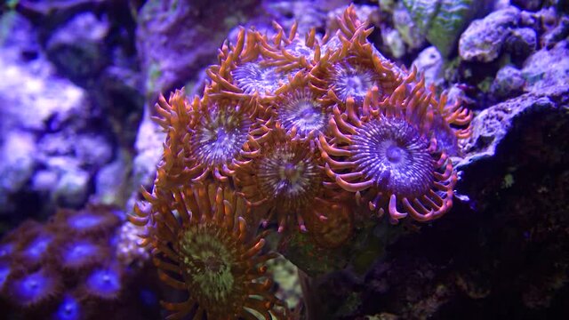 Colorful button corals swaying under the sea water, GREEN WHITE STRIPED POLYP  (Zoanthus sp.)