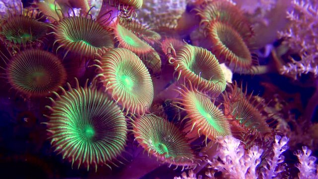 Colorful button corals swaying under the sea water, GREEN WHITE STRIPED POLYP  (Zoanthus sp.)