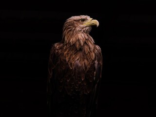 
eagle