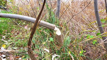 Biberschaden in Wien