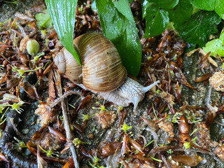 Weinbergschnecke im Wald