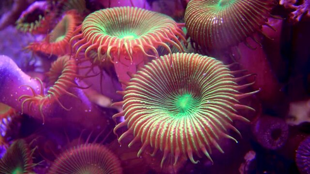 Colorful button corals swaying under the sea water, GREEN WHITE STRIPED POLYP  (Zoanthus sp.)