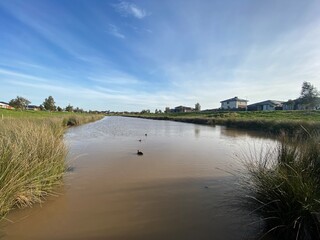 landscape with river and ducks