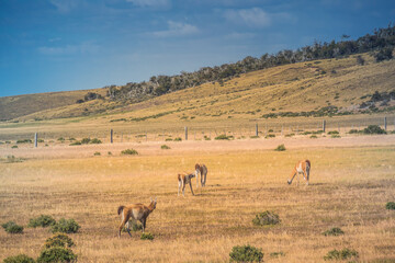 Naklejka premium Wild guanaco at Tierra del Fuego, Patagonia.