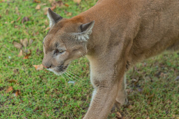 Naklejka premium Closeup of brown panther walking on grass in park