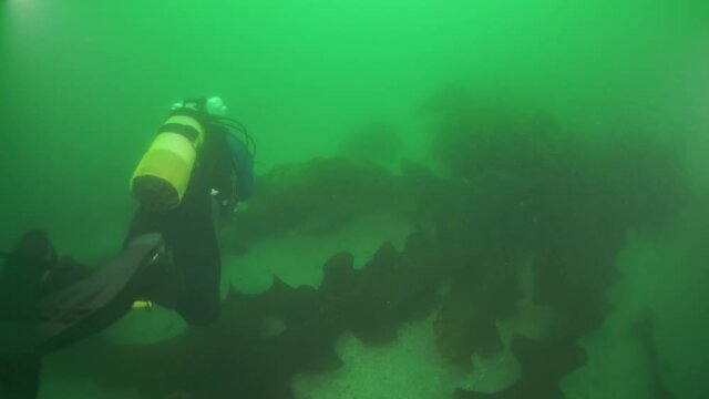 Spiny king crab Paralithodes brevipess underwater in Sea of Okhotsk. Shell with prickles is dark brown color, right claw on outer side is dark red. Underwater diving.