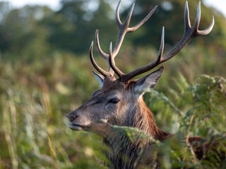 A red deer walking in a field 