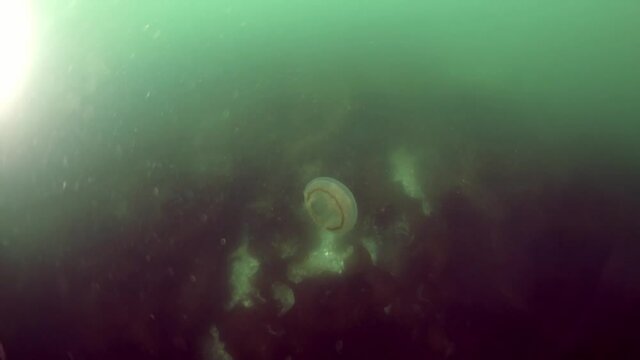 Spiny king crab Paralithodes brevipess underwater in Sea of Okhotsk. Shell with prickles is dark brown color, right claw on outer side is dark red. Underwater diving.