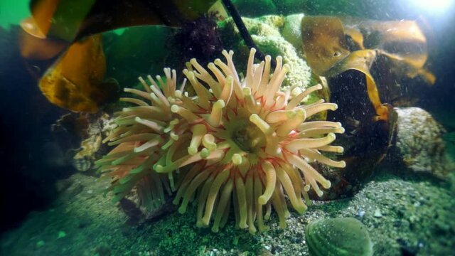 Spiny king crab Paralithodes brevipess underwater in Sea of Okhotsk. Shell with prickles is dark brown color, right claw on outer side is dark red. Underwater diving.