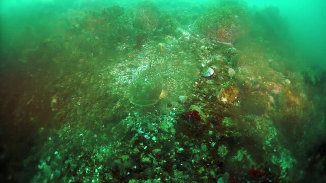 Spiny king crab Paralithodes brevipess underwater in Sea of Okhotsk. Shell with prickles is dark brown color, right claw on outer side is dark red. Underwater diving.