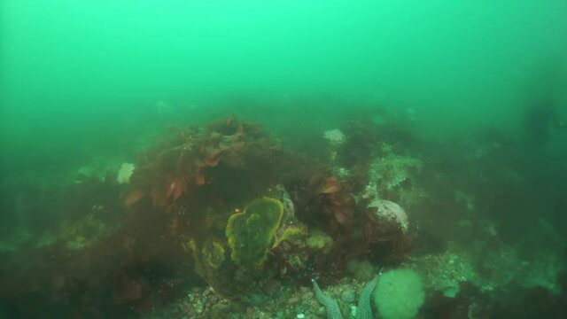 Spiny king crab Paralithodes brevipess underwater in Sea of Okhotsk. Shell with prickles is dark brown color, right claw on outer side is dark red. Underwater diving.