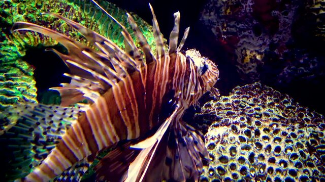 Pterois miles, the devil firefish or common lionfish. Aquarium, New Jersey Kembdon