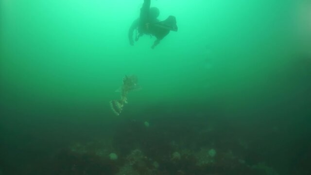Spiny king crab Paralithodes brevipess underwater in Sea of Okhotsk. Shell with prickles is dark brown color, right claw on outer side is dark red. Underwater diving.