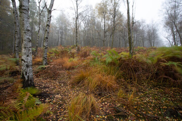 Autumn foggy landscape