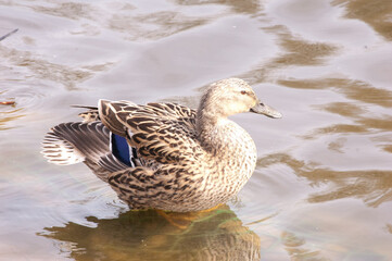 Water bird close up, headshot in a pond, vivid colour in a sunny day