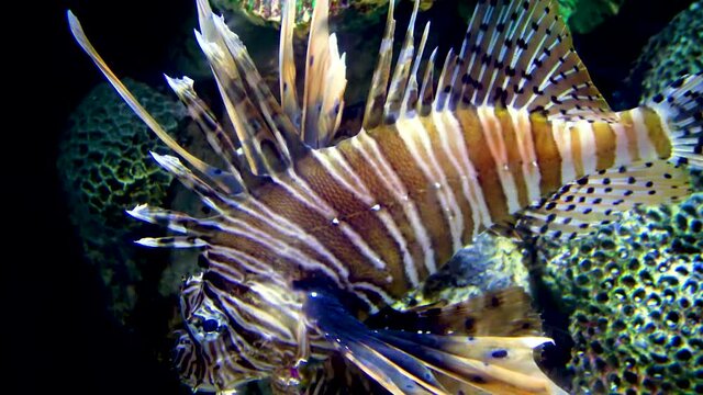Pterois miles, the devil firefish or common lionfish. Aquarium, New Jersey Kembdon
