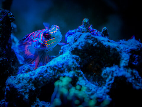 Mandarinfish or Mandarin dragonet (Synchiropus splendidus) on a reef tank with blurred background