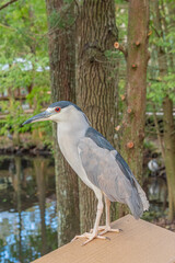 Cute green heron with big eyes perched on railing near trees