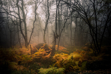 Autumn foggy landscape