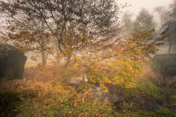 Fototapeta na wymiar Autumn foggy landscape