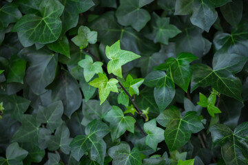 Beautiful lush green background of ivy close-up with naturally highlighted leaves on young shoots of a plant in the center