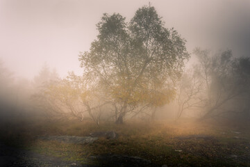 Fototapeta na wymiar Autumn foggy landscape