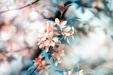 Selective focused macro photo of pink apple tree blossom against blurred background. Spring seasonal c background