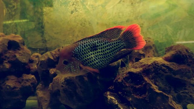 adult pair of green terror in breeding aquarium with stones and no plants design, active stunning colored male and female of popular domestic ornamental Cichlidae fish