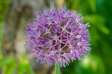 Purple allium lucy ball flowers field. Spring garden design with perennial violet plants.