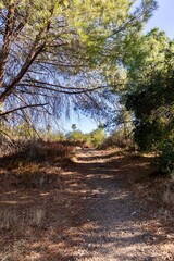 Footpath for hiking in O'Neill Regional Park, Trabuco Canyon,  Orange County, California 