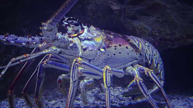 Spiny lobsters, also known as langouste or rock lobsters are a family (Palinuridae), Adventure Aquarium, Camden, New Jersey, USA