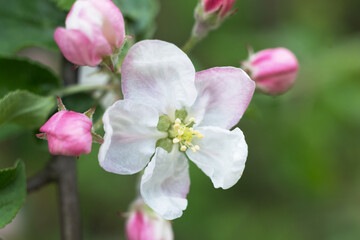 Fototapeta na wymiar Selective focused macro photo of white apple tree blossom against blurred background. Spring seasonal c background