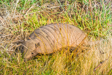 Armadillo at Patagonia.