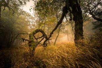 Autumn foggy landscape