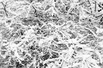 Tree branches in deep snow. Background