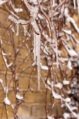 Icicles on the branches on a winter day. Freezing rain. First snow. Close-up.