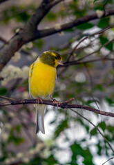 Obraz premium Yellow canary ,Crithagra flaviventris