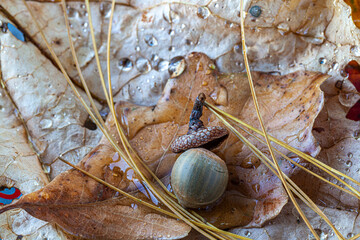 Autumn leaves in forest