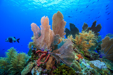 Caribbean coral garden