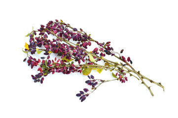 Branches of barberry with berries isolated on white background.
 