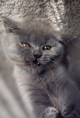 British shorthair blue kitten playing with jewelry, cat is biting on it and his expression is funny says he wants it badly 
