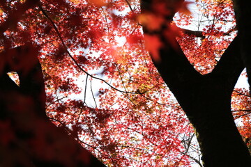 日の当たるモミジの葉