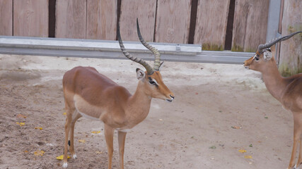 a roe deer stands on the road in the zoo and looks around