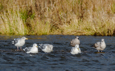 Glaucous-winged Gull @ Hood Canal