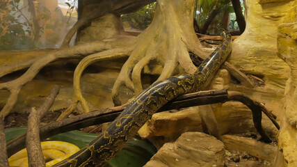 Python crawls in the terrarium