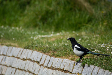 Bird in a park 40