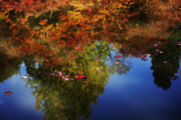 水面を彩る落ち葉たち