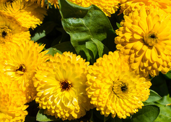 yellow chrysanthemum flowers