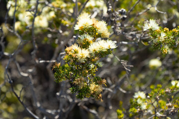 spring in the forest