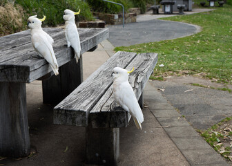 three sulphur-crested cockatoos perched on a picnic table